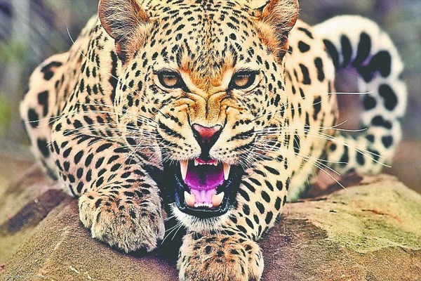 गुलदार के बढ़ते खतरे से 55 स्कूल मंगलवार तक बंद, पढ़ाई ऑनलाइन रहेगी जारी, डीएम ने किया स्कूली समय मे परिवर्तन,